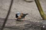 G�rtelgrasfink (Poephila cincta) am ...  Gilbert Angermann 17.07.2010
