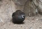 M�nnliche Zwergwachtel (Coturnix chinensis) ...  Gilbert Angermann 17.07.2010