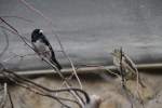 Familie Trauerpf�ffchen (Sporophila luctuosa) am 11.3.2010 im Zoo Berlin.  ...