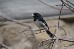 M�nnliches Trauerpf�ffchen (Sporophila luctuosa) ...  Gilbert Angermann 17.07.2010