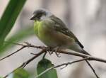 Gelbbrustgirlitz (Serinus citrinipectus) am 11.3.2010 im Zoo Berlin.  ...