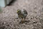 Junge Chinesische Zwergwachtel (Coturnix chinensis) auf Erkundungstour. Zoo Berlin am ...