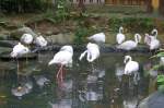 Flamingos im Langkawi WildLife ...  Karl Seltenhammer 17.07.2010