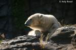 Eisb�r geniesst ...  Andy Hensel 24.10.2009