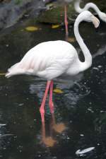 Flamingo im Langkawi WildLife Park am 23.Mai 2009.  ...