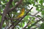 Genickbandweber (Ploceus castaneiceps) beim ...  Gilbert Angermann 18.07.2010