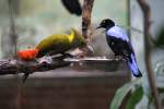 Gelbnackenspecht (Picus flavinucha) und ...  Gilbert Angermann 18.07.2010