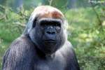 Westlicher Flachlandgorilla   ...  Andy Hensel 18.07.2010