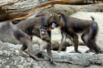 Mandrills Mandrill mit Junges