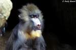 Mandrill    ...  Andy Hensel 18.07.2010