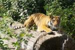 Indochinesischer Tiger.   ...  Andy Hensel 24.10.2009