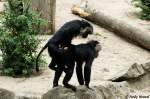 Makaken Immer und �berall!!! Bartaffen oder Wanderus