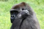 Westlicher Flachlandgorilla   ...  Andy Hensel 18.07.2010