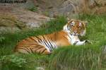 Indochinesischer Tiger. Nur noch ...  Andy Hensel 24.10.2009