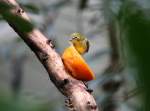 Dieser Ganges-Brillenvogel (Zosterops palpebrosus) ...  Gilbert Angermann 19.07.2010