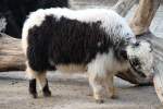 Kalb eines Hornlosen Yaks ...  Gilbert Angermann 19.07.2010