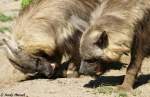 schabrackenhyanen-parahyaena Schabrackenhy�nen (Braune Hy�nen)
