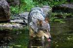 Wolf (Eurasischer Wolf)   ...