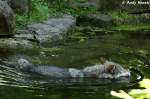 Wolf (Eurasischer Wolf)   ...