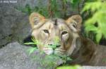 Indische L�win   ...  Andy Hensel 19.07.2010
