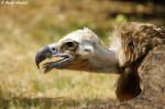 Kopf eines G�nsegeiers  ...  Andy Hensel 19.07.2010