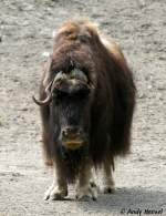 Alaska-Moschusochse    ...  Andy Hensel 19.07.2010