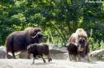 Alaska-Moschusochsen mit Jungtieren   ...