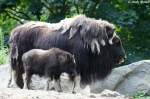 Alaska-Moschusochse mit Jungtier  ...  Andy Hensel 19.07.2010