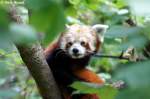 kleiner-panda-ailurus Kleiner Panda 