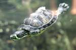 Gelbwangenschmuckschildkr�te (Tracheyms scripta scripta) am 12.3.2010 im Zooaquarium Berlin.  ...
