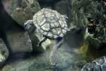 Argentinische Schlangenhalsschildkr�te (Hydromedusa tectifera) am 12.3.2010 im Zooaquarium Berlin.  ...