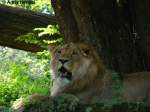 Afrikanisches L�wen-M�nnchen.   ...