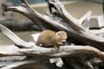 S�dliche Zwergmanguste (Helogale parvula) ...  Gilbert Angermann 20.07.2010