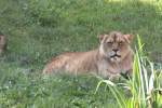Sabbernde Angola-L�win Luena (Panthera leo bleyenberghi) am 26.6.2010 im Zoo ...