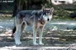 Wolf (Eurasischer Wolf)  ...  Andy Hensel 20.07.2010