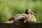 Stockente    ...  Andy Hensel 20.07.2010
