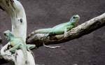 Gr�ne Wasseragame oder auch ...  Gilbert Angermann 20.07.2010