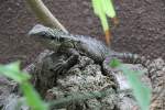 Australische Wasseragame (Physignathus lesueurii) ...  Gilbert Angermann 20.07.2010