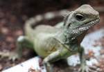 Gr�ne Wasseragame (Physignathus cocincinus) ...  Gilbert Angermann 20.07.2010