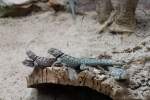 Blaue Stachelleguane (Sceloporus cyanogenys) am 12.3.2010 im Zooaquarium Berlin.  ...