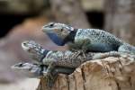 Eine Gruppe Blaue Stachelleguane (Sceloporus cyanogenys) am 12.3.2010 im Zooaquarium ...