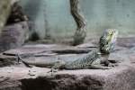Streifenk�pfige Bartagame (Pogona vitticeps) ...  Gilbert Angermann 21.07.2010