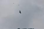 echte-adler-aquila Ein Echte Adler in der Schweiz gesehen. Zwei Alpenkr'ahe fliegen mit.