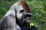 Westlicher Flachlandgorilla   ...