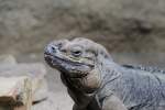 Kopfansicht eines Nashornleguans (Cyclura ...  Gilbert Angermann 21.07.2010