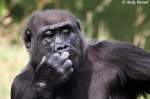 Gorillas 'Popel sind lecker!'. Westlicher Flachlandgorilla