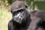  Oh....sch�ner Popel!  Westlicher Flachlandgorilla ...  Andy Hensel 21.07.2010