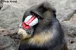 Mandrill    ...  Andy Hensel 21.07.2010