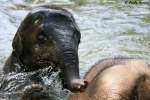 Junger asiatischer Elefant  ...  Andy Hensel 21.07.2010