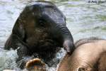 Junger asiatischer Elefant beim Baden   ...